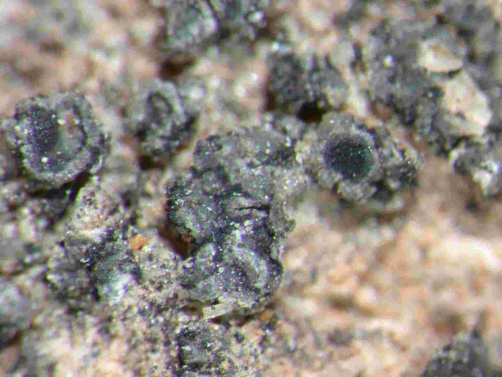[Caloplaca diphyodes]